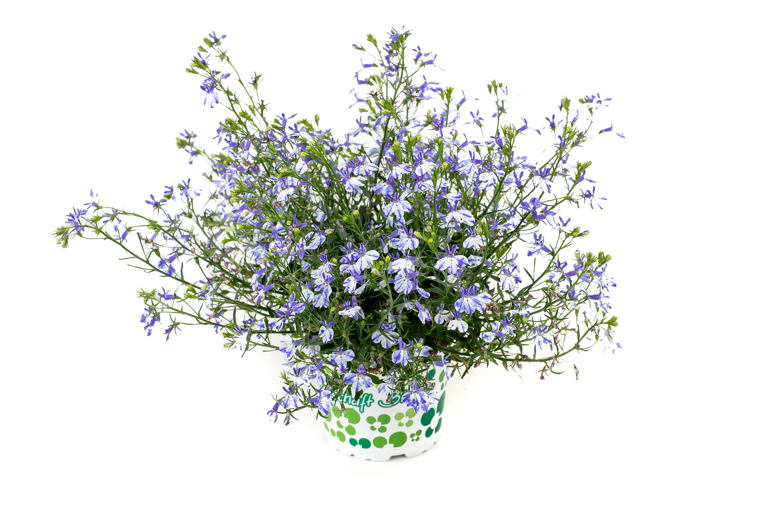 <i>Lobelia</i> [<span style="font-variant: small-caps;">Rift Blue</span>] ('Weslorifbu') (Rift Series)